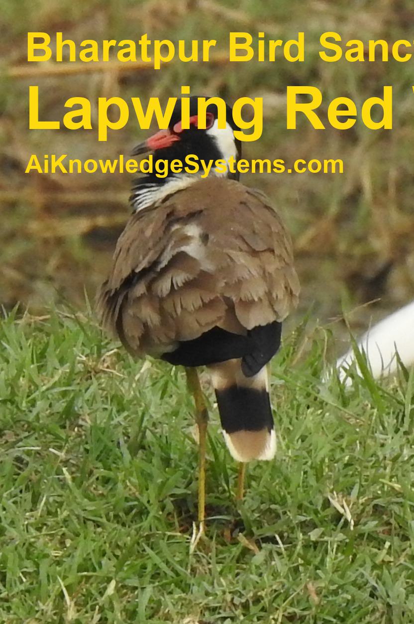 Lapwing Red Wattled (2) Coming Soon